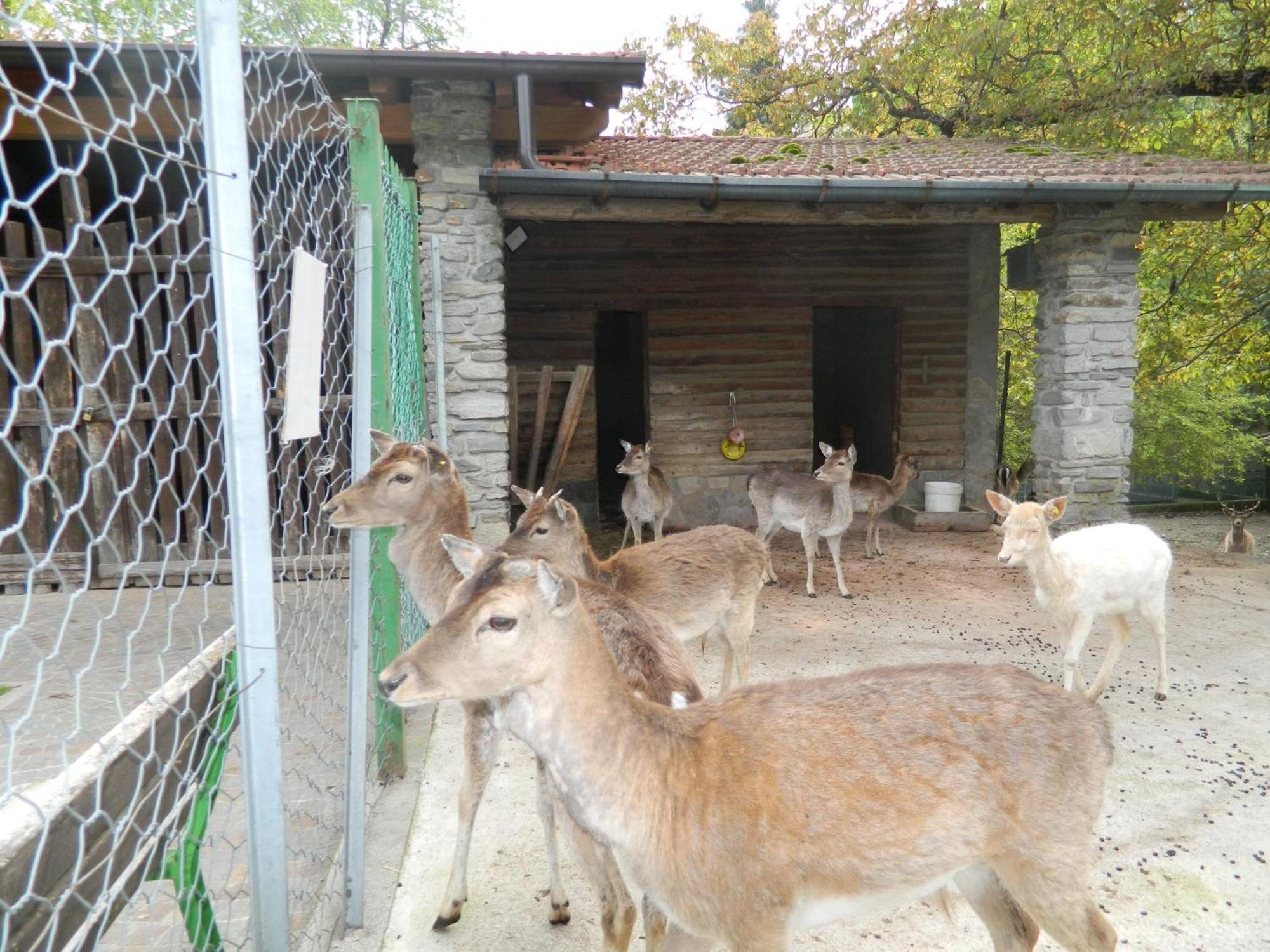 Lago Maggiore Holiday House, Lake View, Vignone Dumenza Екстериор снимка